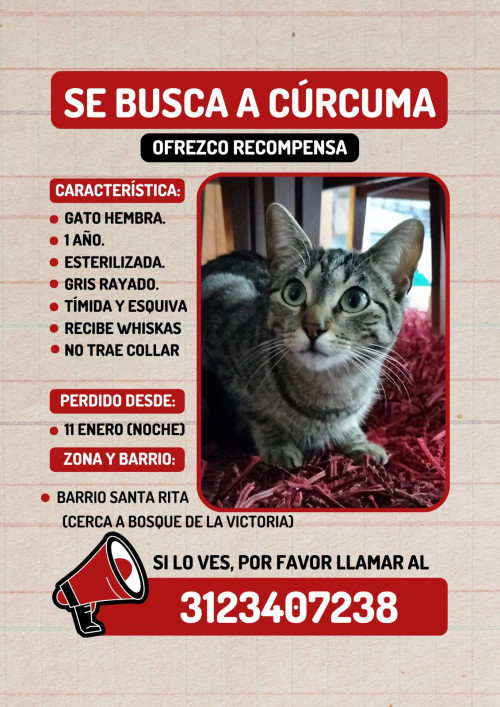 Cúrcuma