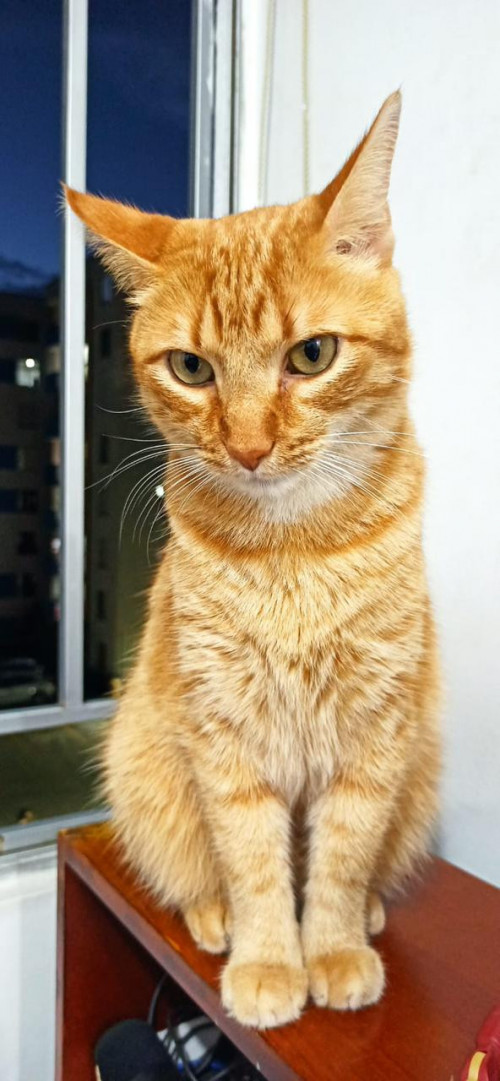 Tatán