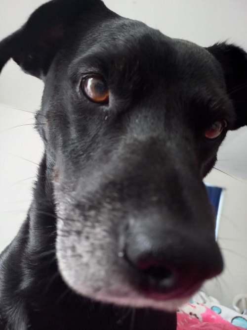 Lukas