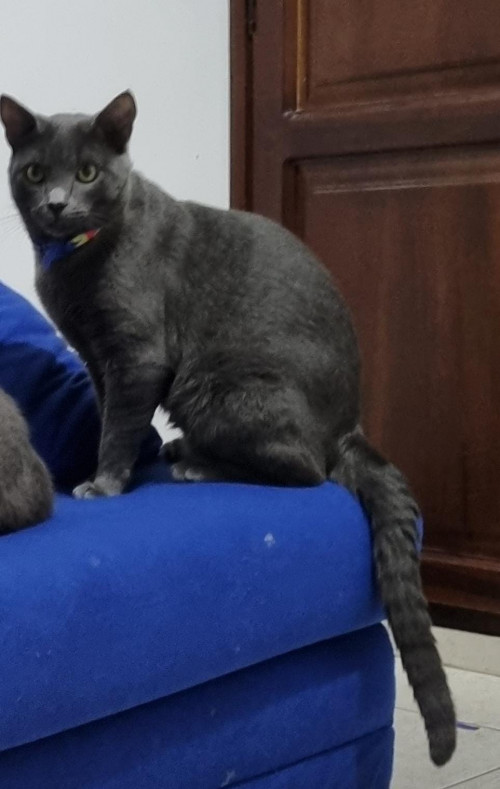 Simón