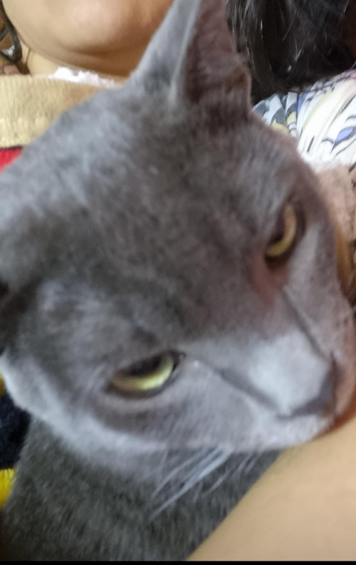 Simón