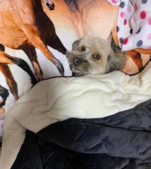 Pepito