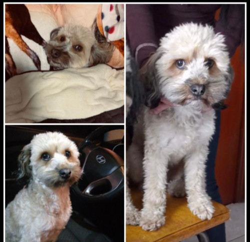Pepito