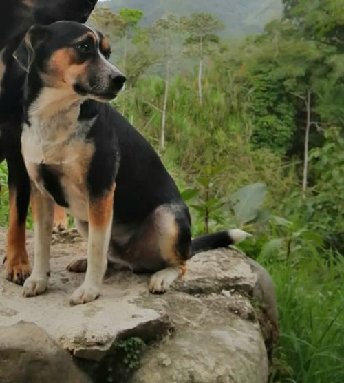 Nilo