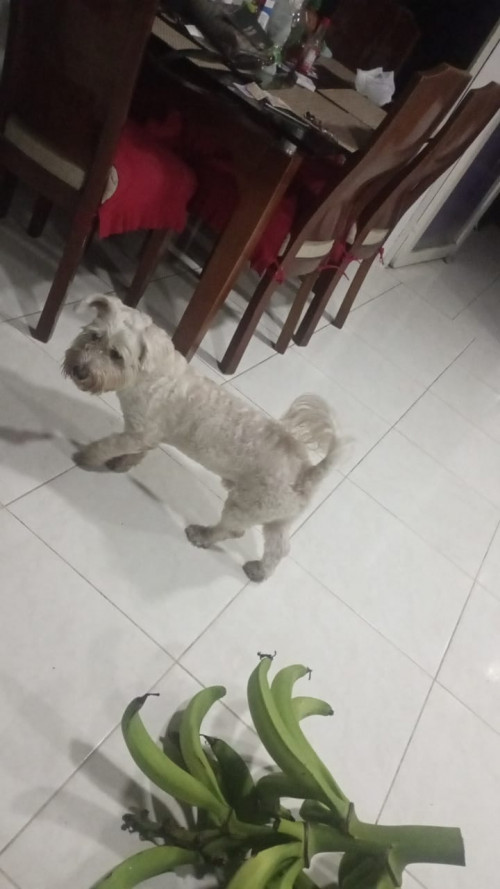 Simón