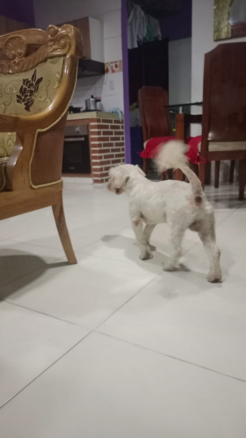 Simón