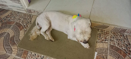 Simón