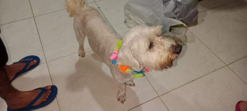 Simón