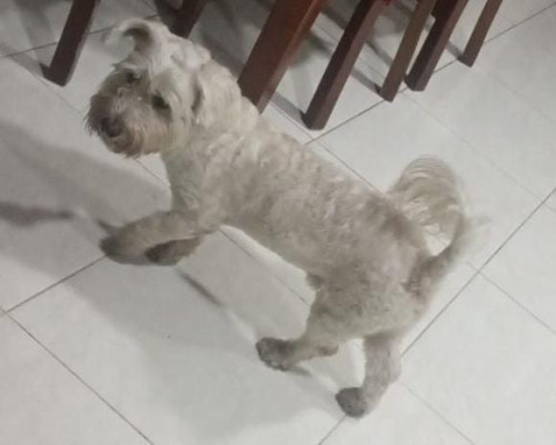Simón