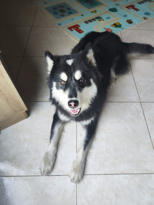 Jack