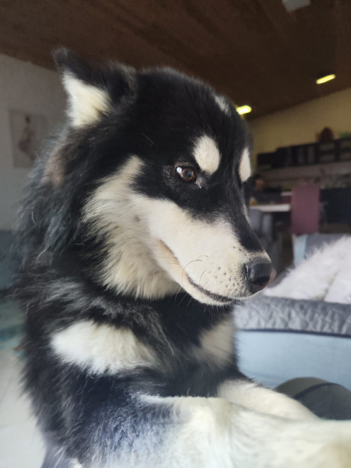 Jack