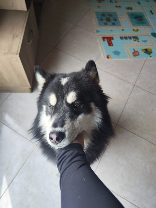 Jack
