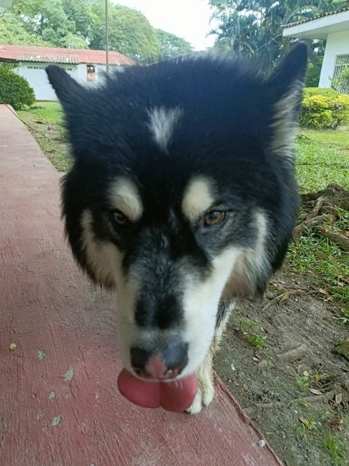 Jack