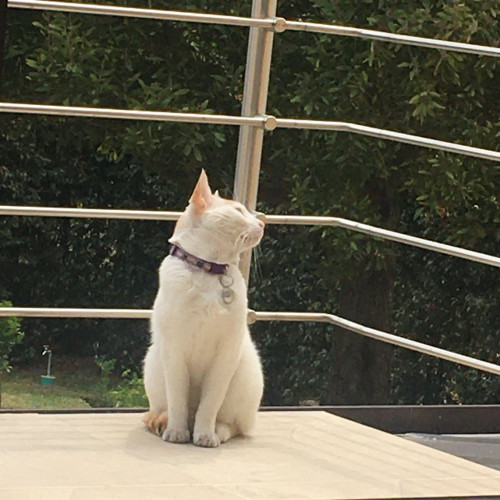 Copyto
