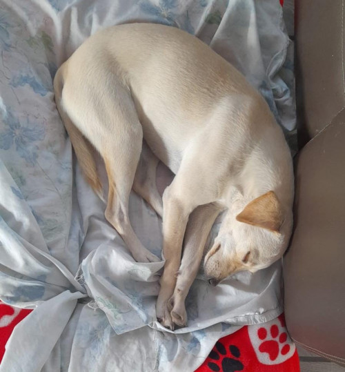 Dulce