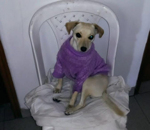 Dulce