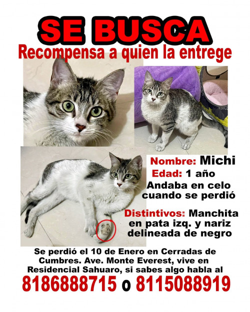 Michi