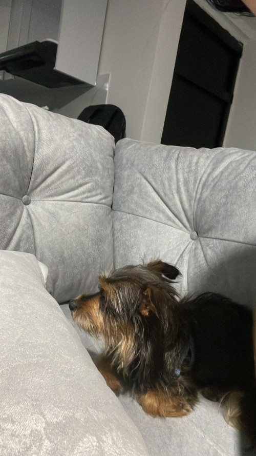 Princesa