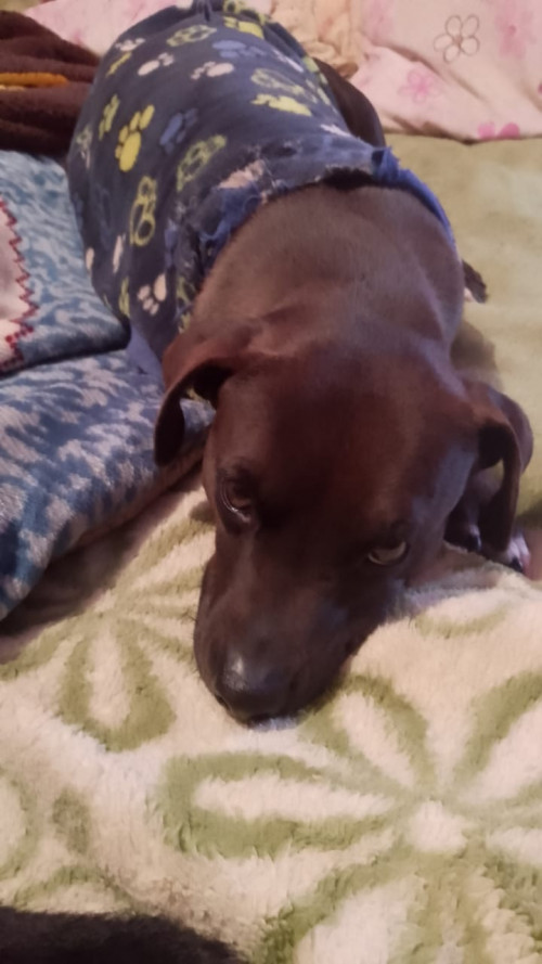 Choco