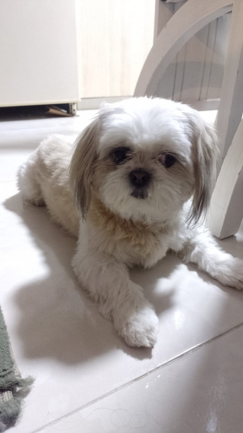 Brisa