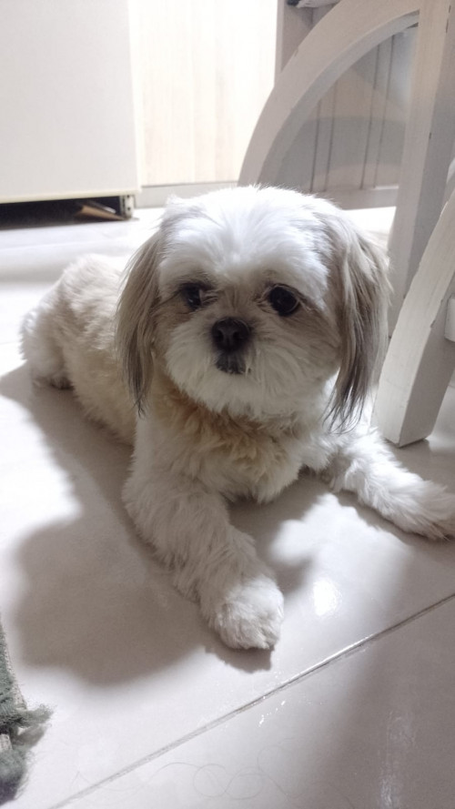 Brisa