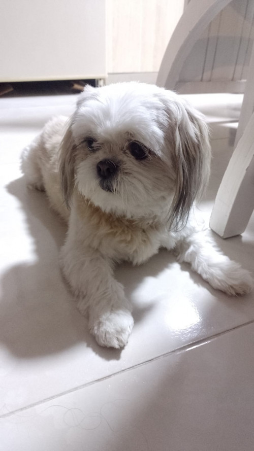 Brisa