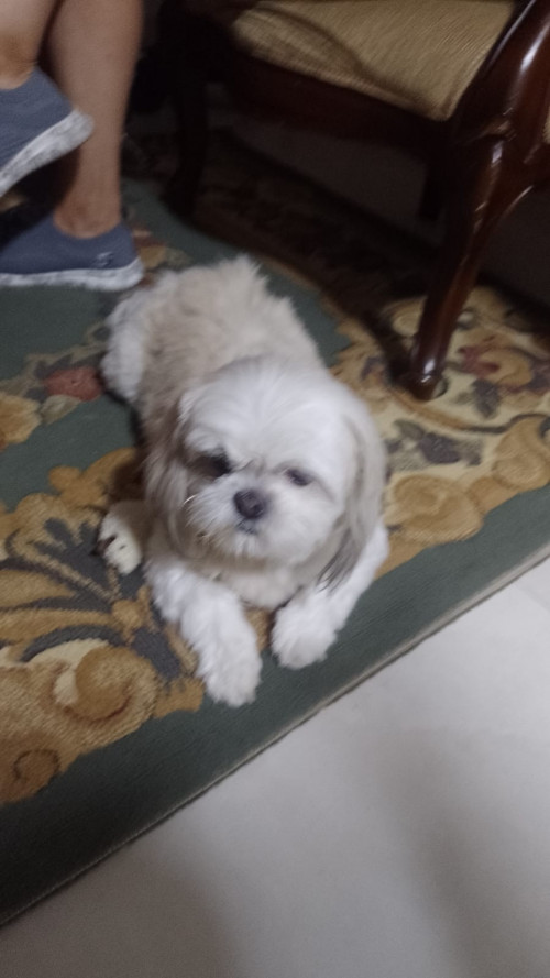 Brisa