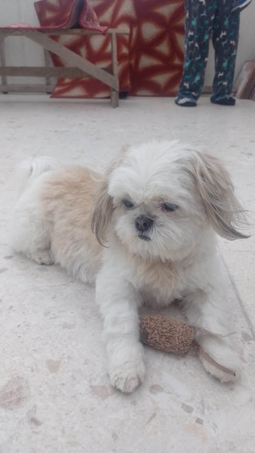Brisa