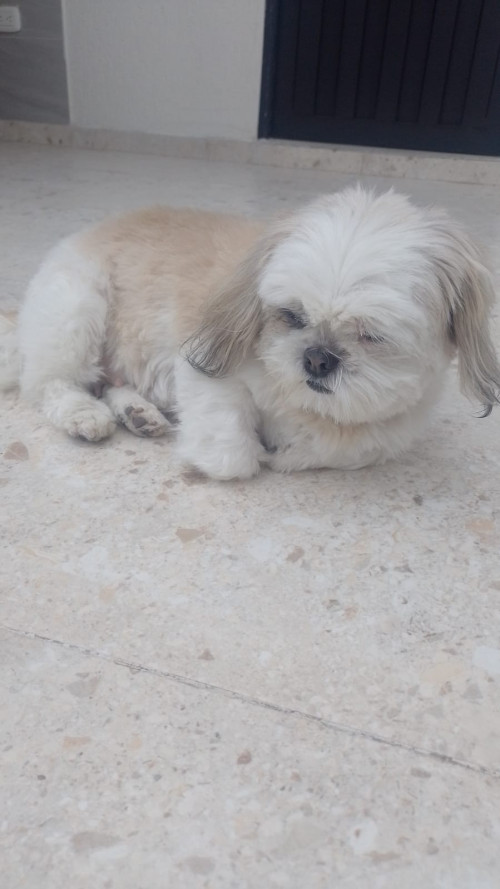 Brisa