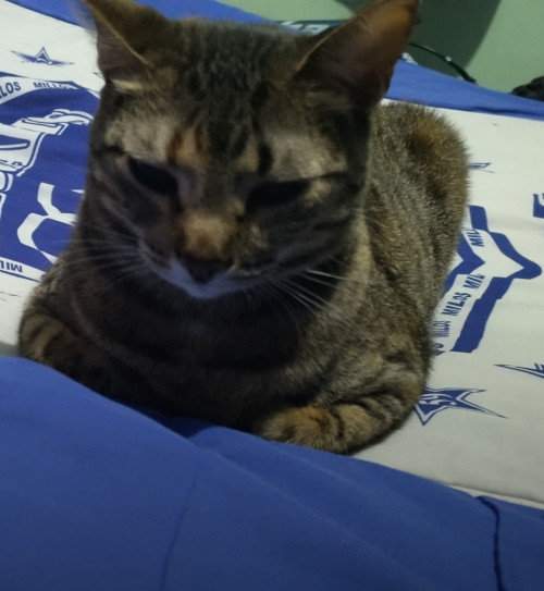 Nina