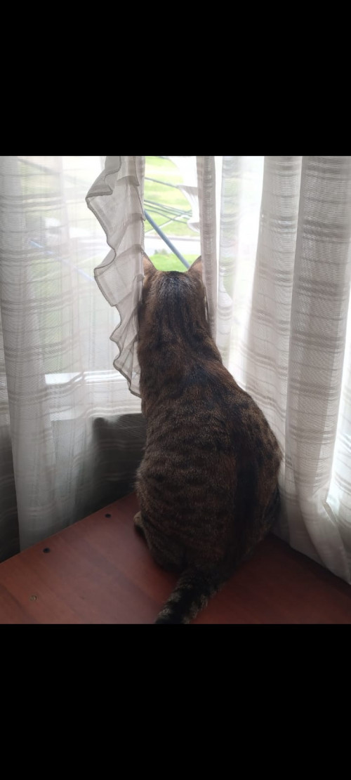 Nina