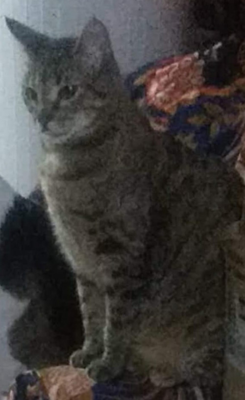 Nina