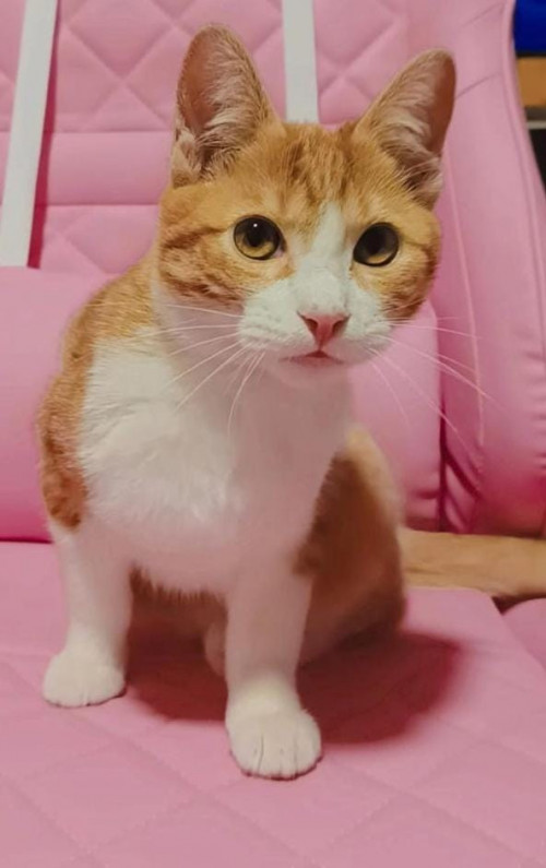 Pochita