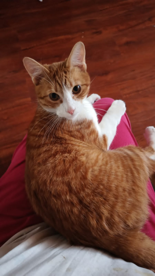 Pochita