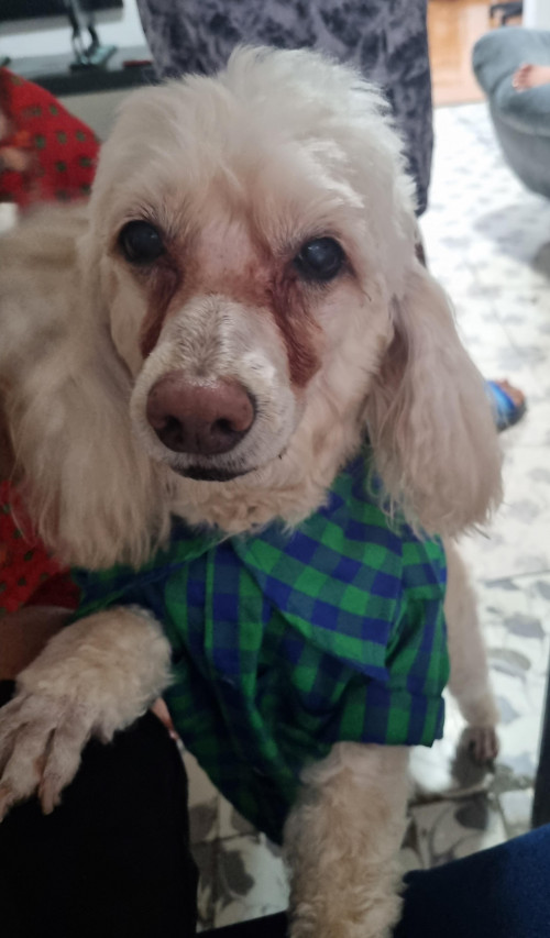Copito