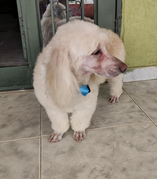 Copito