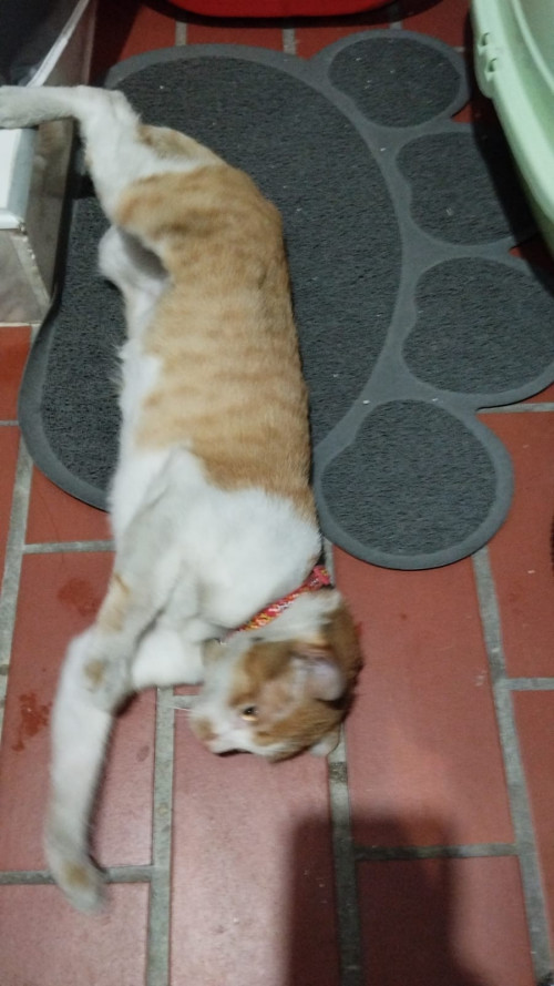 La Familia De Este Gatito