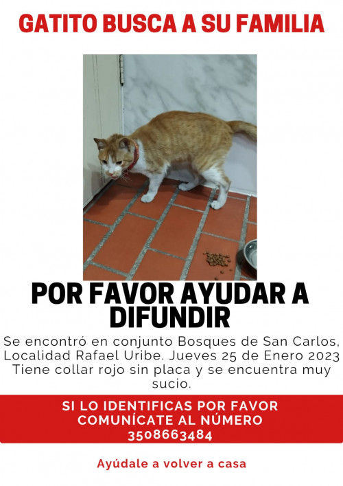 La Familia De Este Gatito