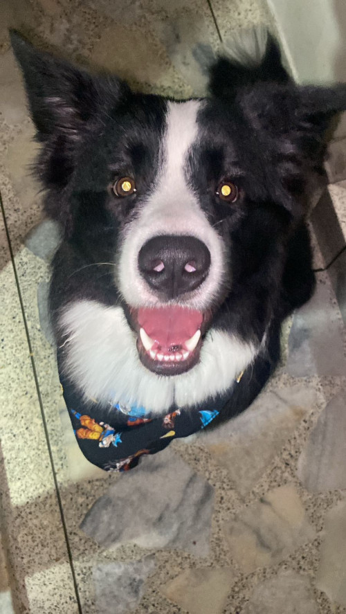 Zeus