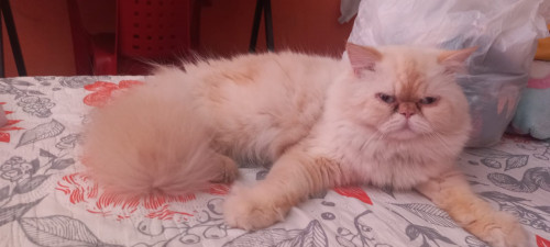 Zeus