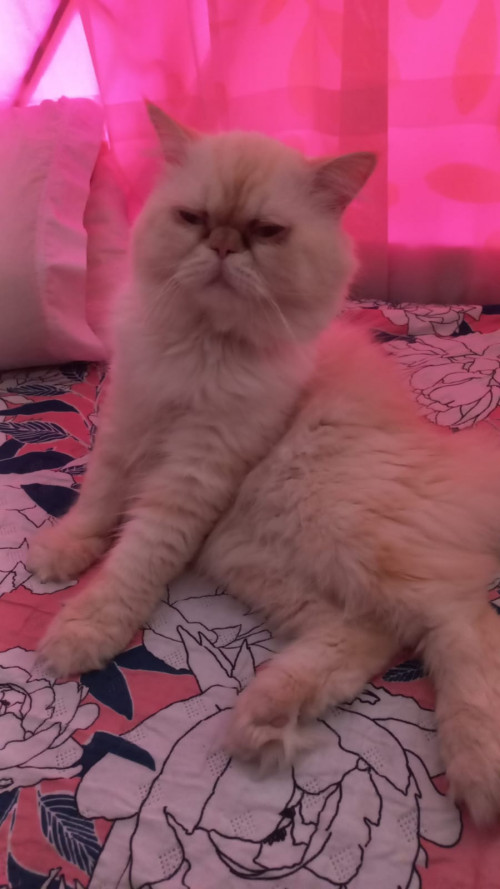 Zeus