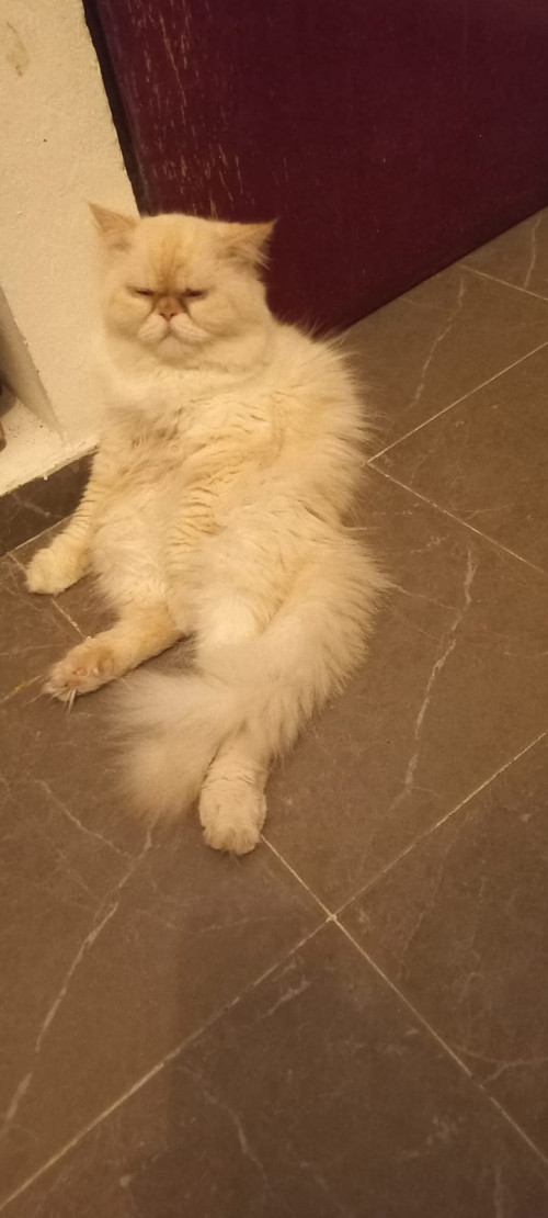 Zeus