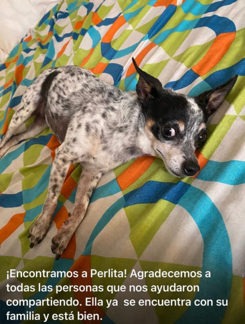 Perlita