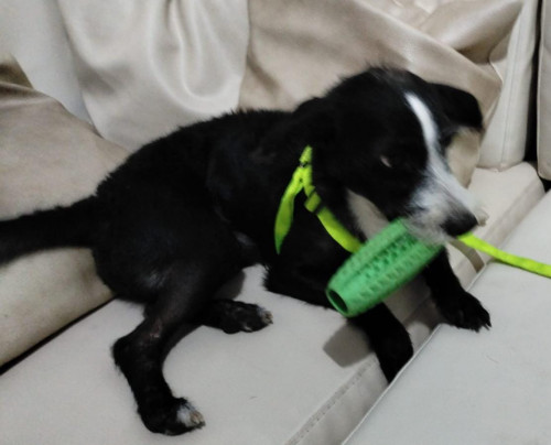 Benji