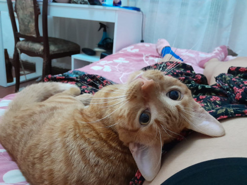 Fito