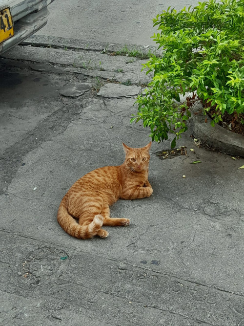 Fito