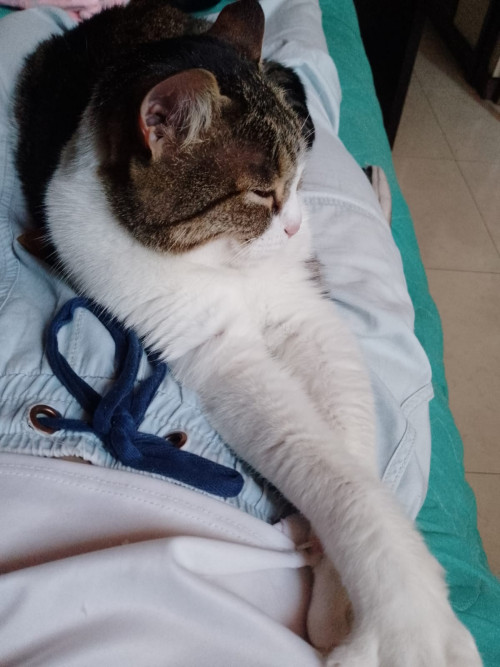Bella