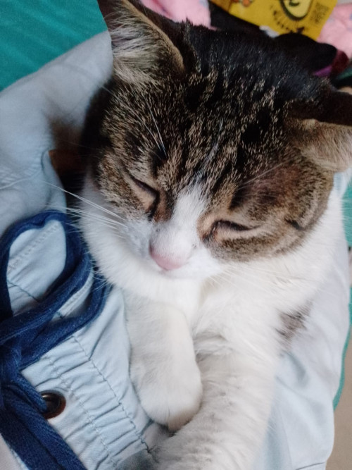 Bella