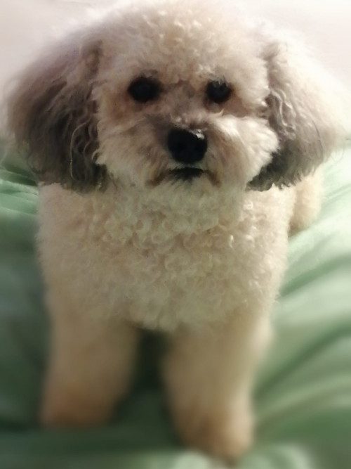 Toby