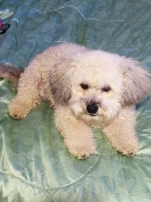 Toby